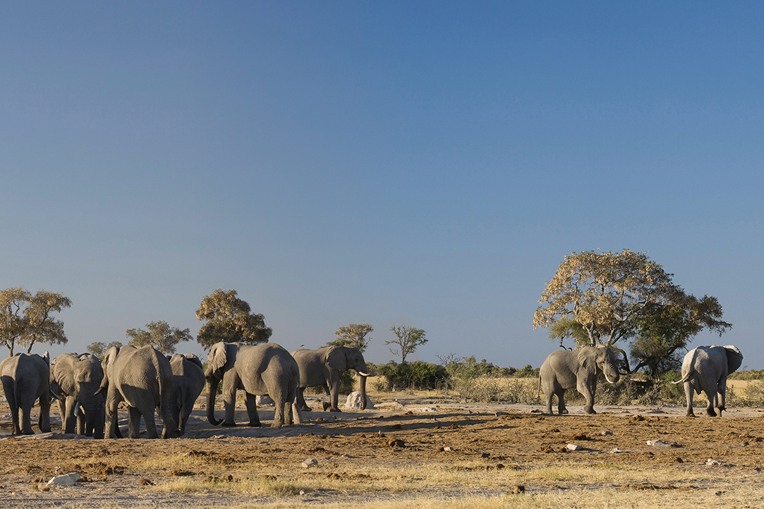 HFA Website Destination Single Page