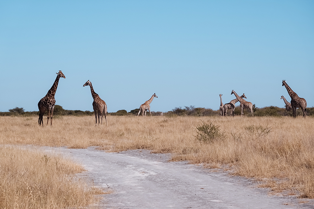 HFA Website Destination Single Page