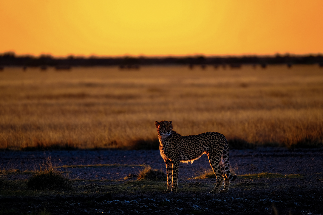 HFA Website Destination Single Page