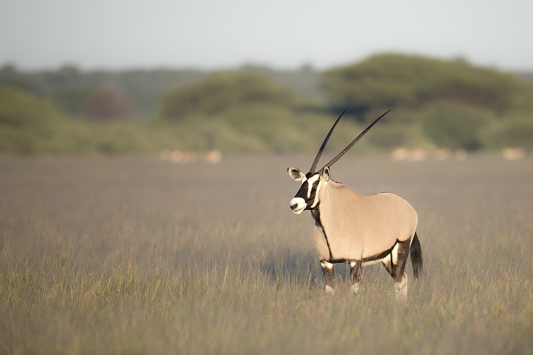 HFA Website Destination Single Page