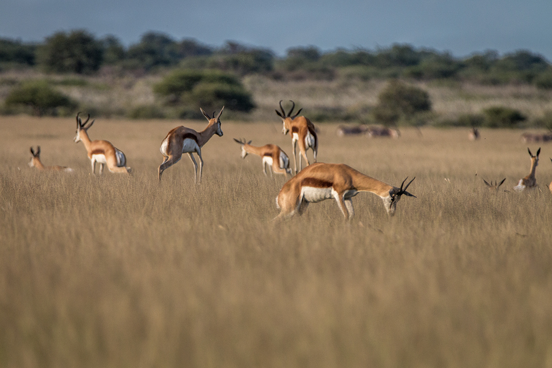 HFA Website Destination Single Page