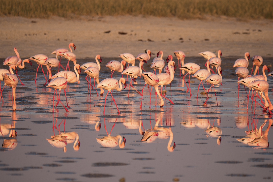 HFA Website Destination Single Page