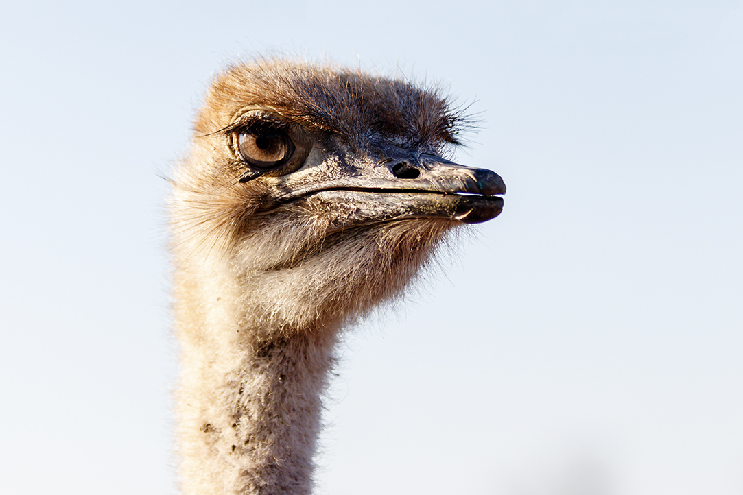 HFA Website Destination Single Page