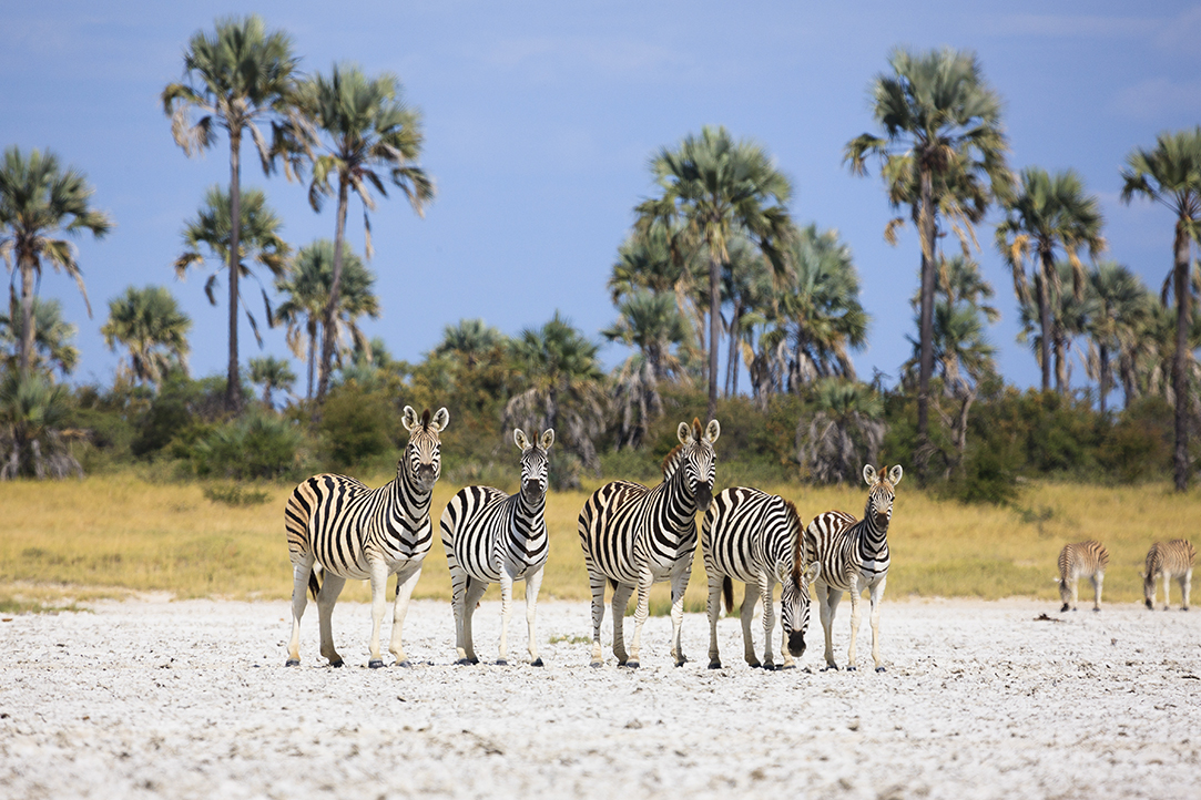 HFA Website Destination Single Page