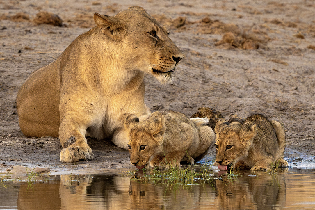 HFA Website Destination Single Page