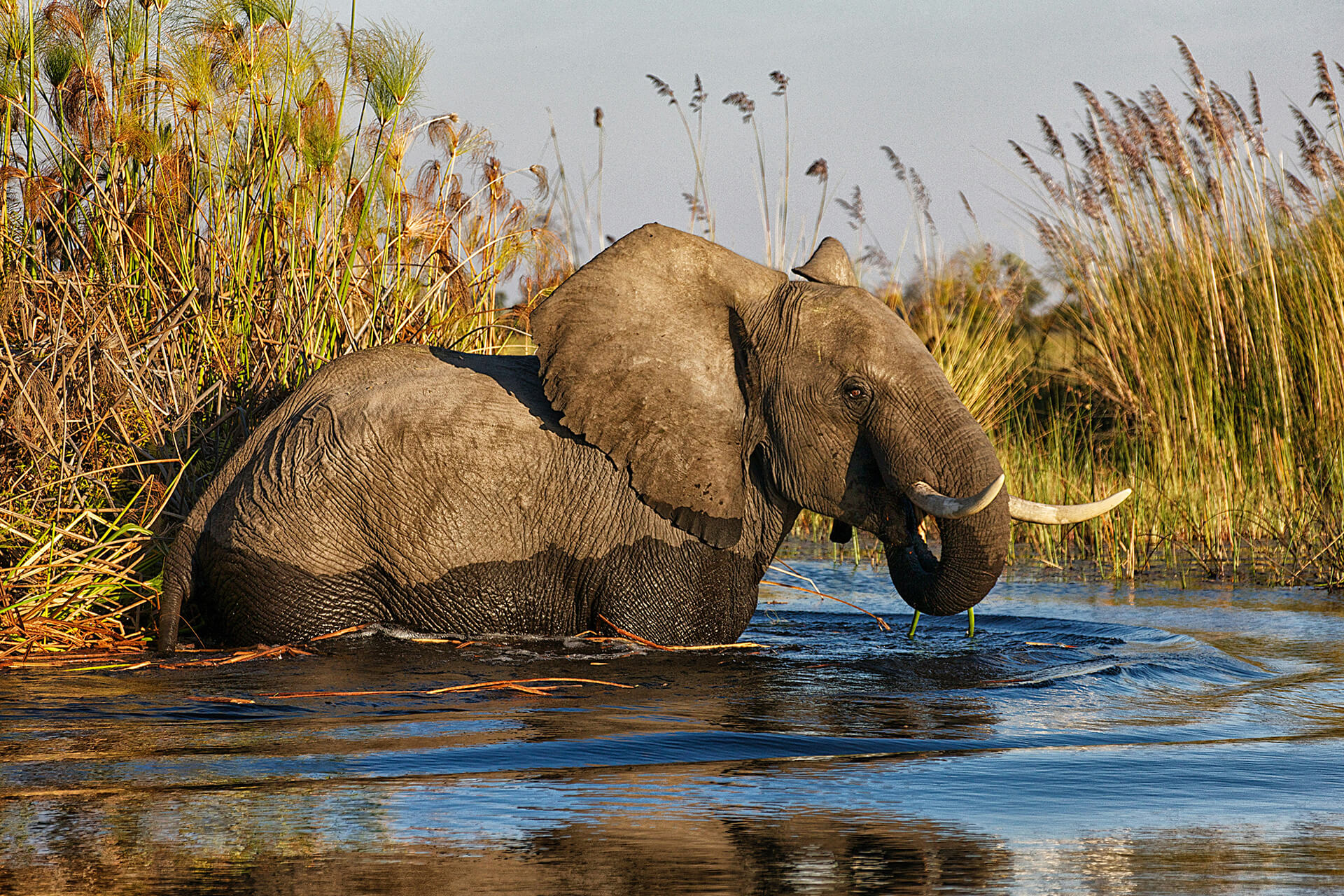 botwana-header-img_0005_06