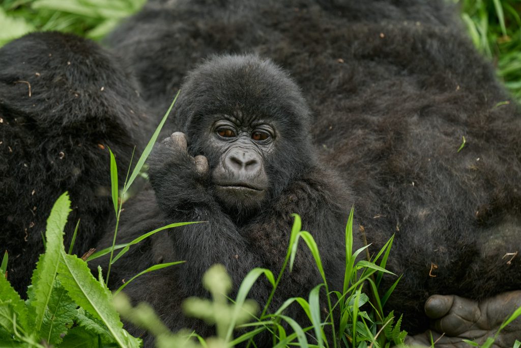 Bwindi Impenetrable National Park Muntain Gorillas trekking