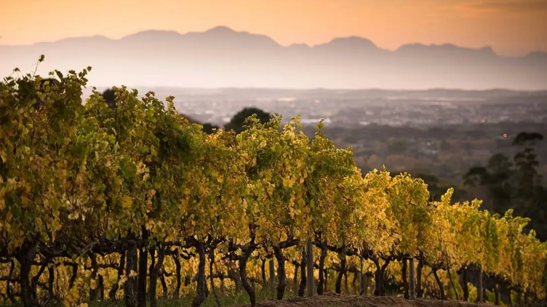 Cape Town wnelands tour itinerary