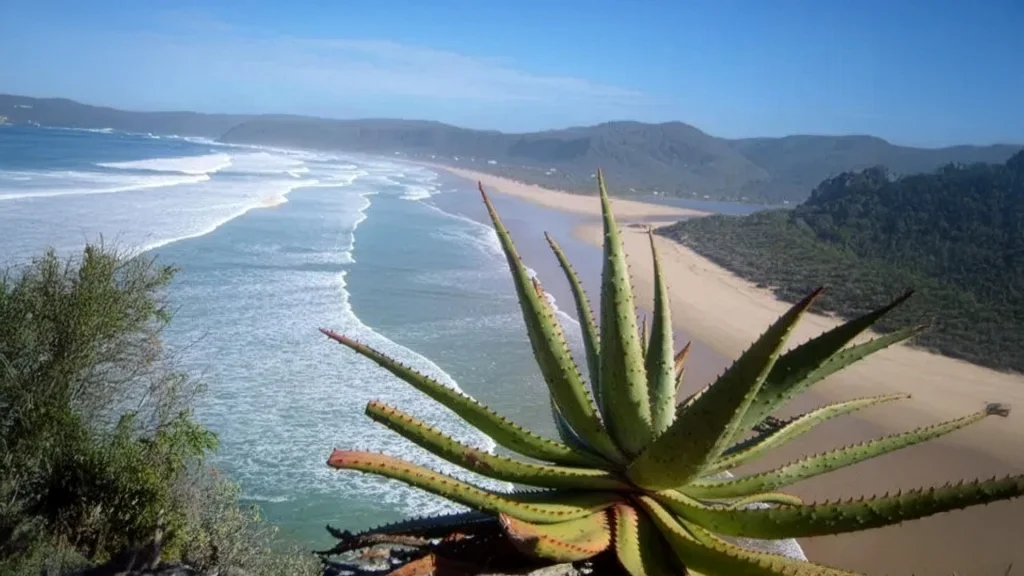 Une grande plante d'aloès pousse sur une falaise, surplombant un vaste océan sous un ciel bleu clair.