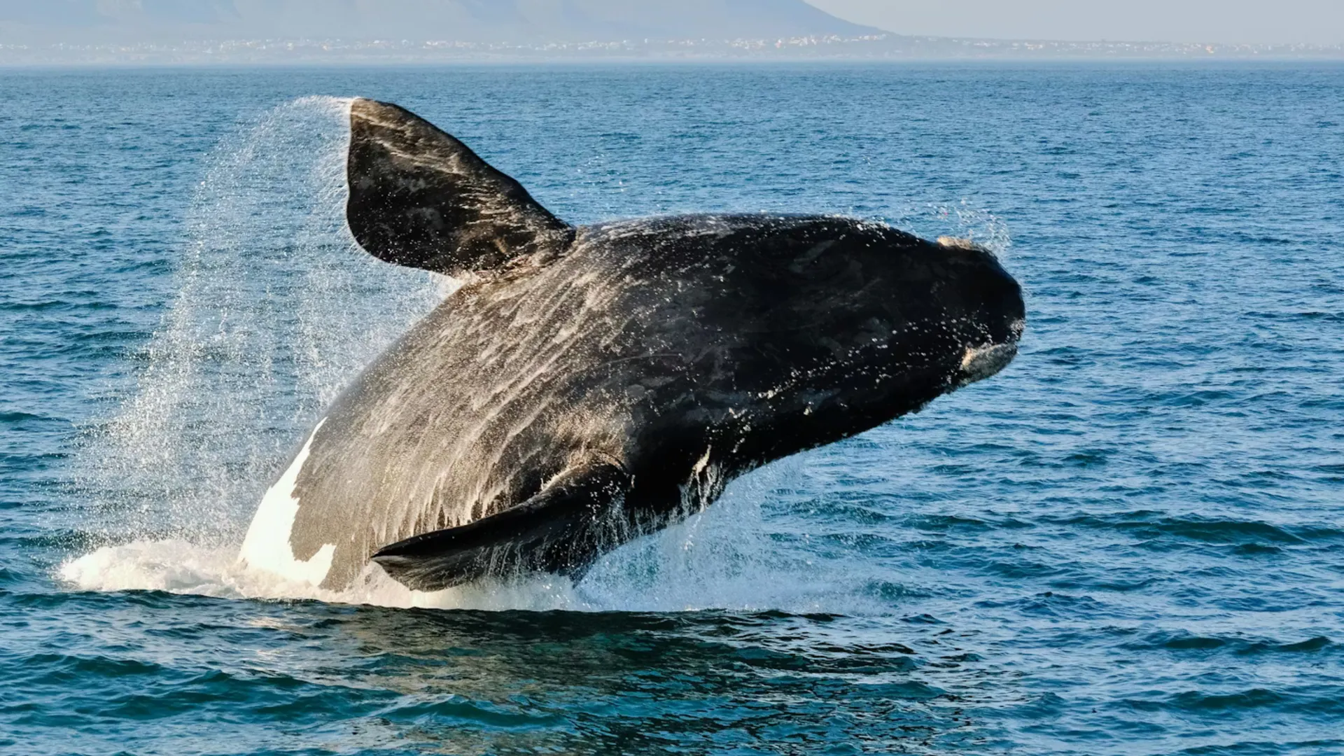 Hermanus whlae coast itinerary