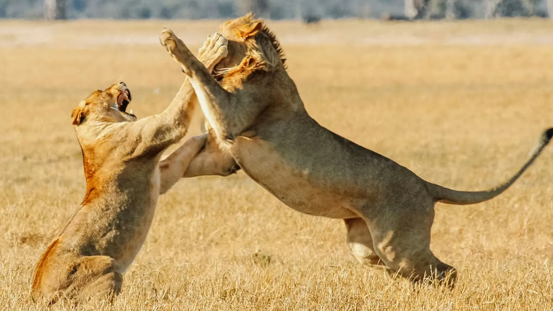 Hwange Zimbabwe Africa itinerary