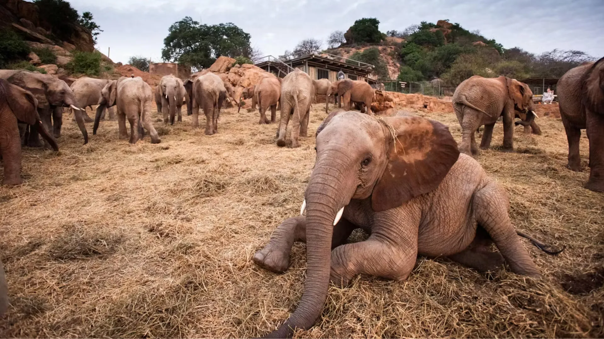 Ithumba Camp baby elephant Kenya itinerary