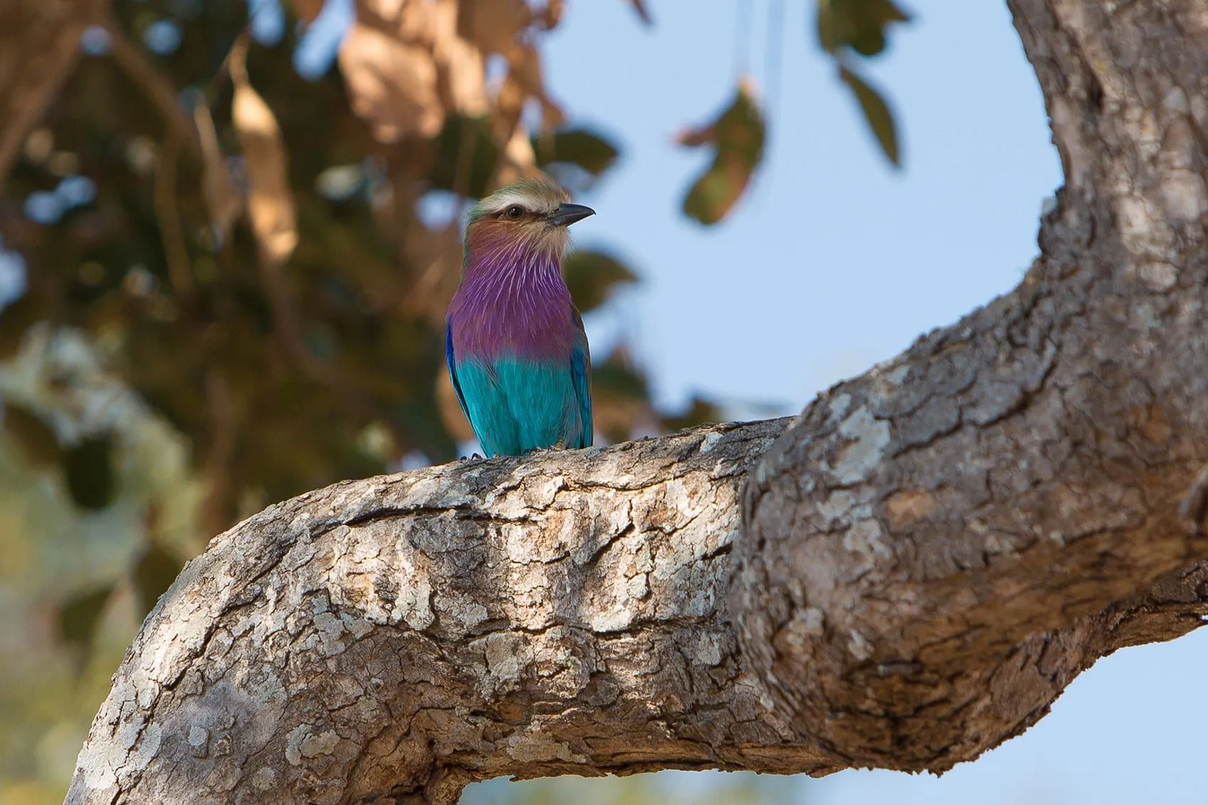 LilacRoller bird watching-1920w