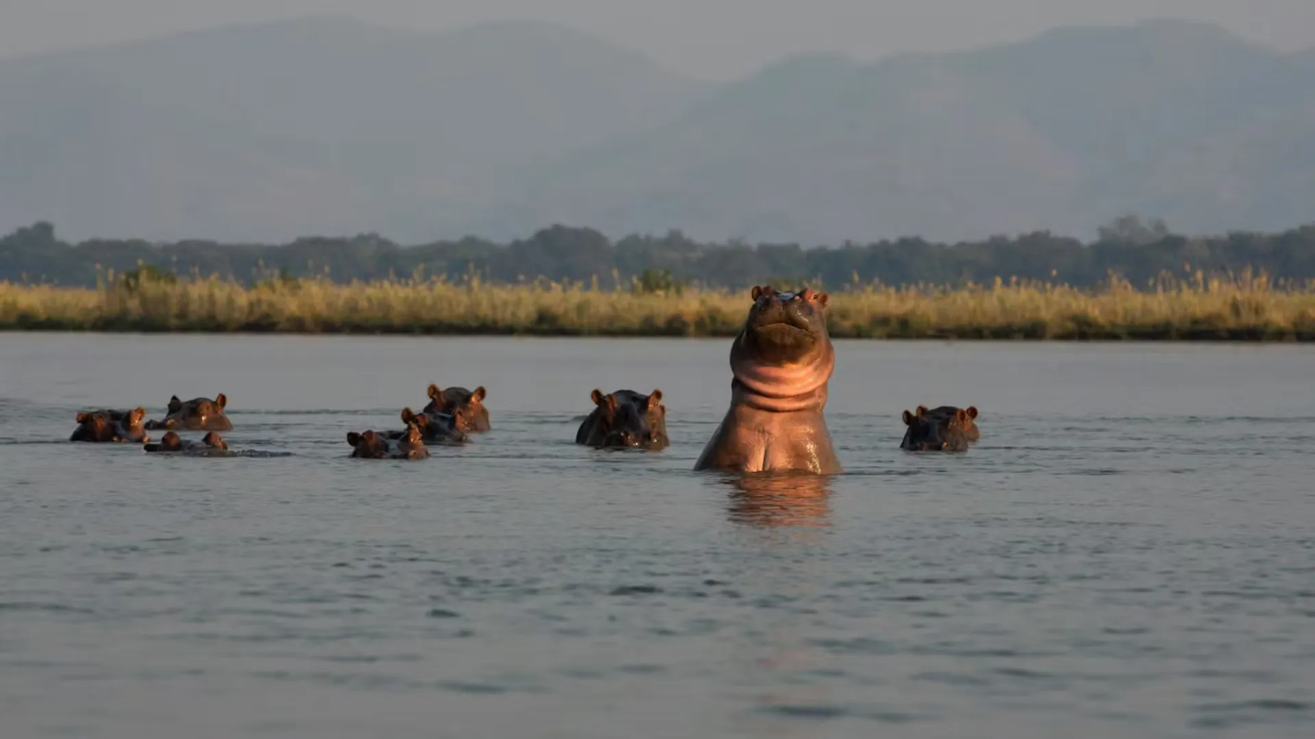 Mana Pools hippos itinerary