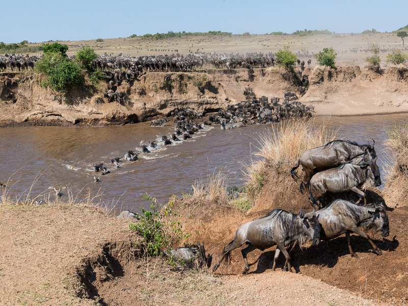 The Great Migration Kenya