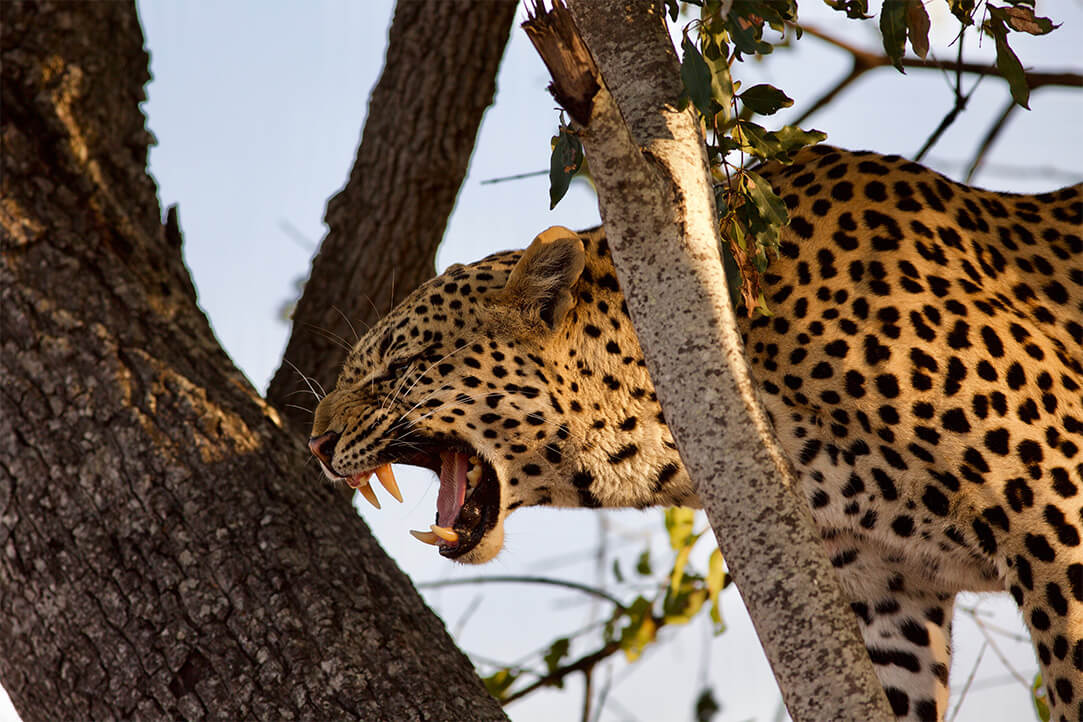 Zambia-bestplaces-kafue__0004_05