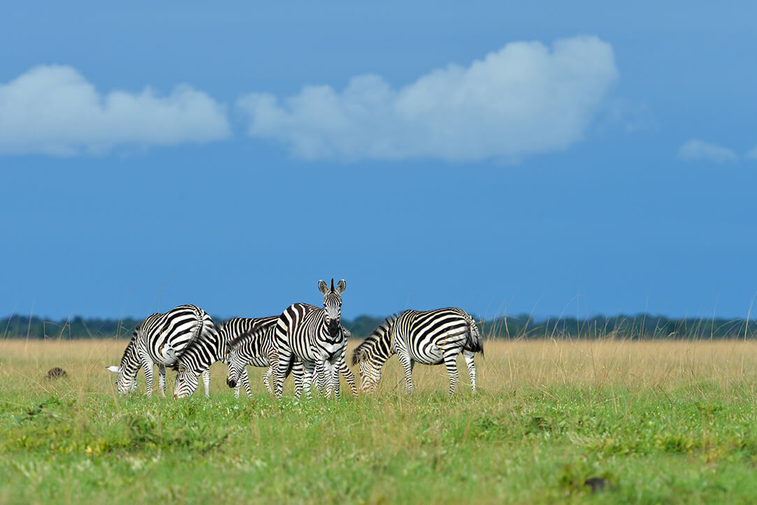 Zambia-bestplaces-liuwa__0002_03