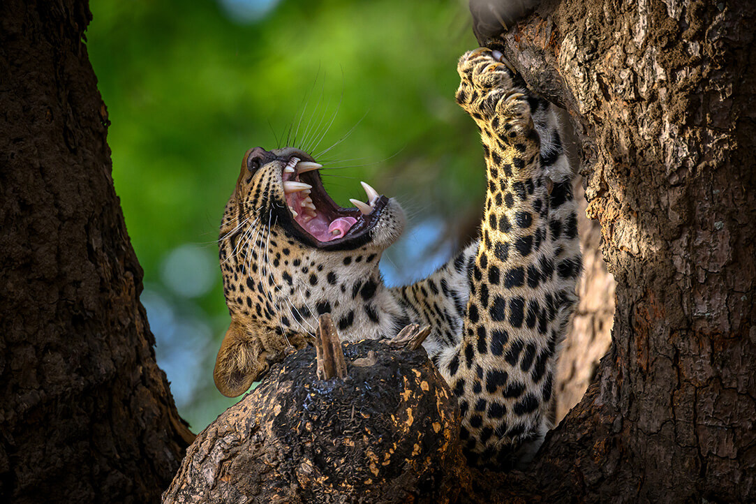 Zambia-bestplaces-luangwa__0000_01