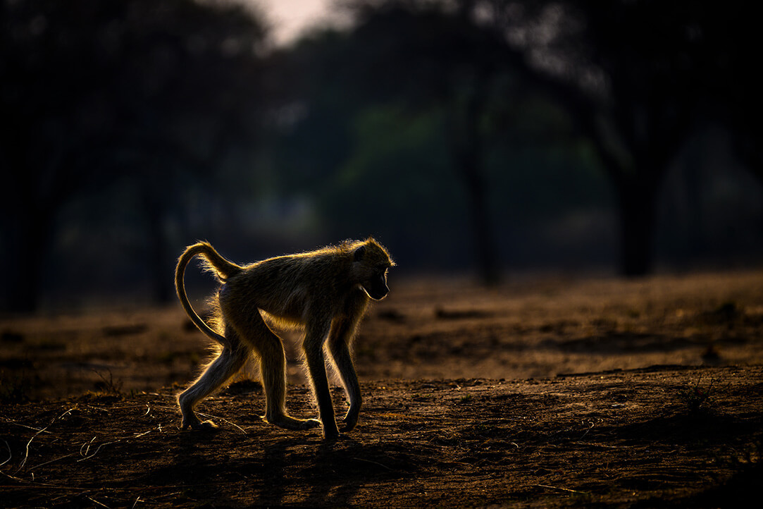 Zambia-bestplaces-luangwa__0001_02