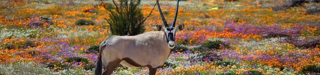 Spring in Africa banner