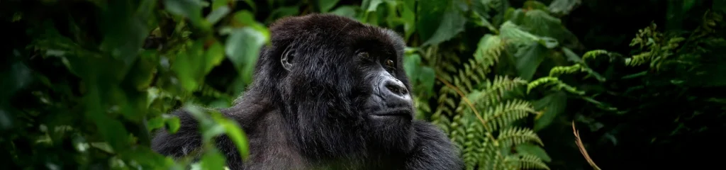 Unforgettable wildlife encounters banner