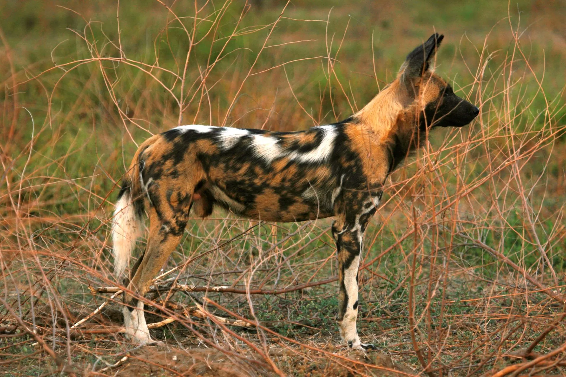 slow+travel+retirees+in+africa-1920w