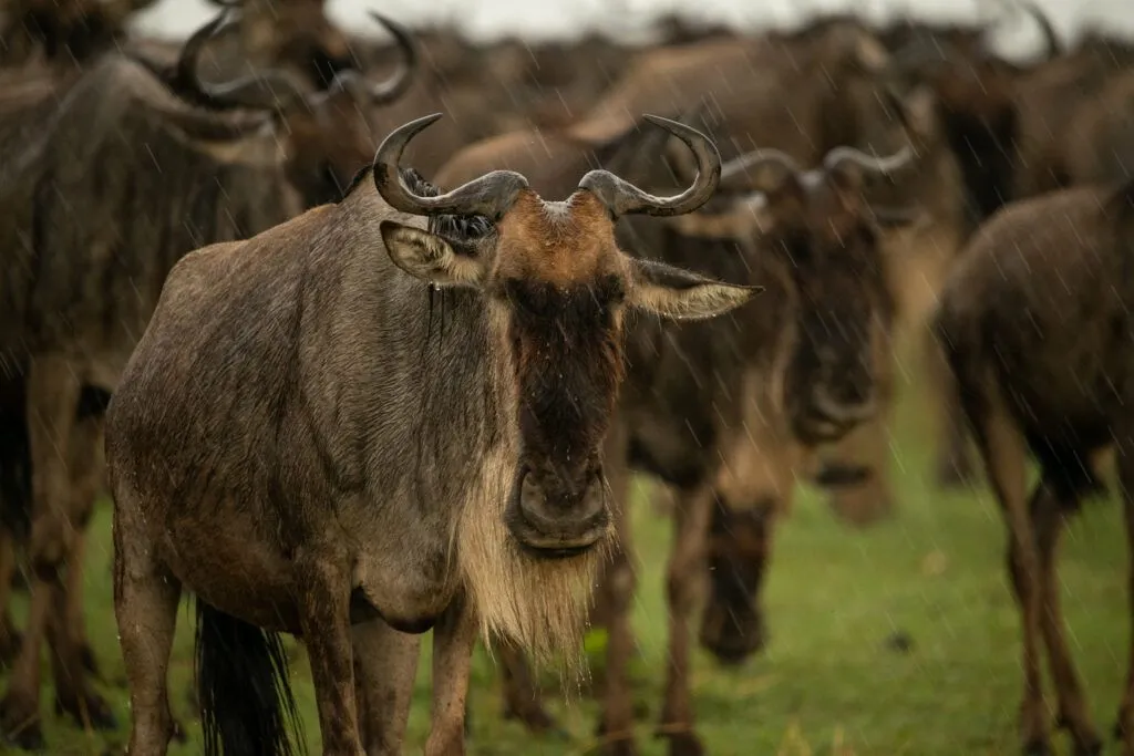 tanzania serengeti retiree travel africa-1920w