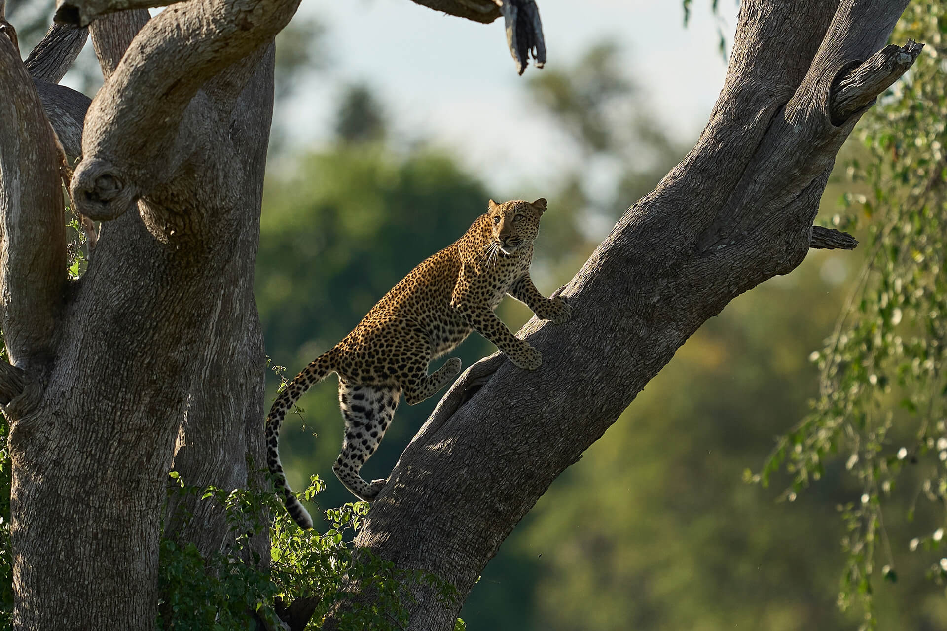 zambia-header-img__0000_01