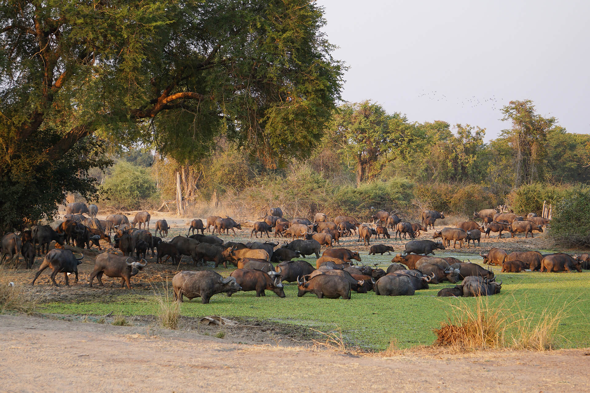 zambia-header-img__0003_04