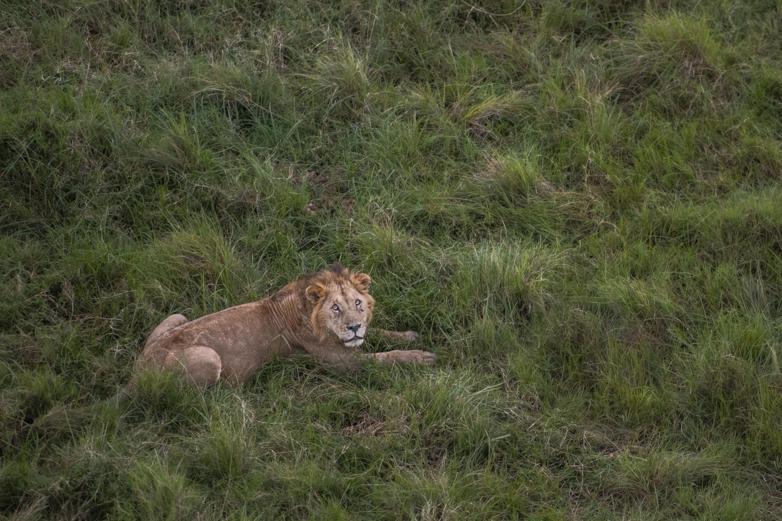 Lion-aerial-view-French-Kenya-2027