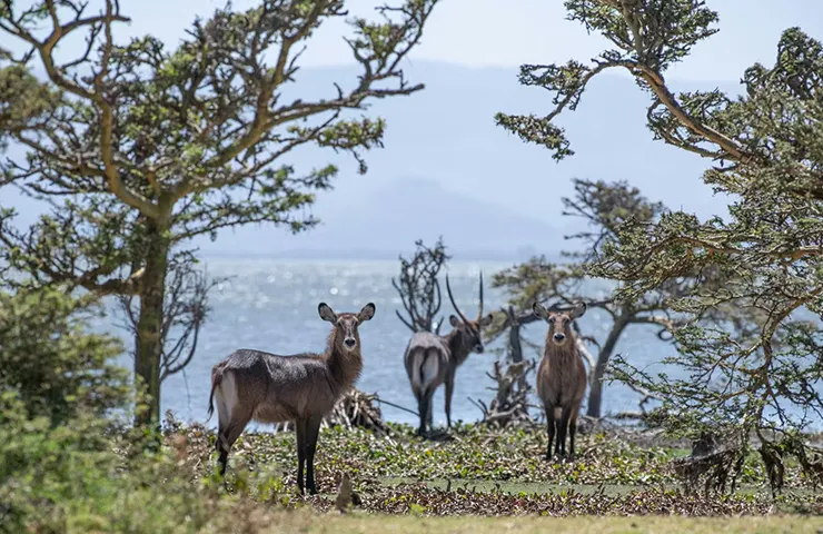 journey-tailormade-12days-elusive-kenya-_0007_8