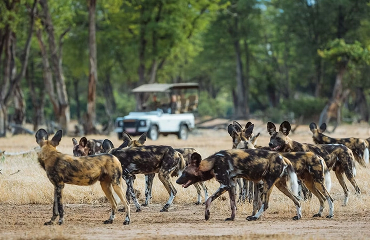 journey-tailormade-8days-mana-pools-_0002_06