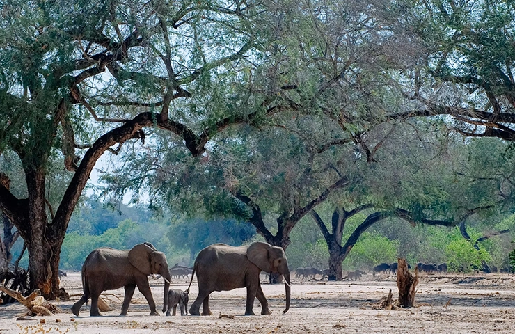 journey-tailormade-8days-mana-pools-_0007_01