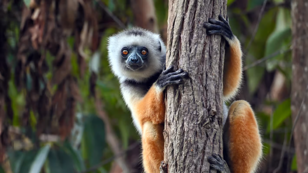 Madagascar Travel Guide Everything You Need to Know Before You G