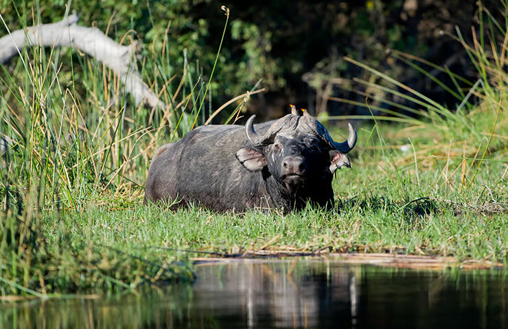 journey-onehit-7day_saltpan_wildlife_0000_08