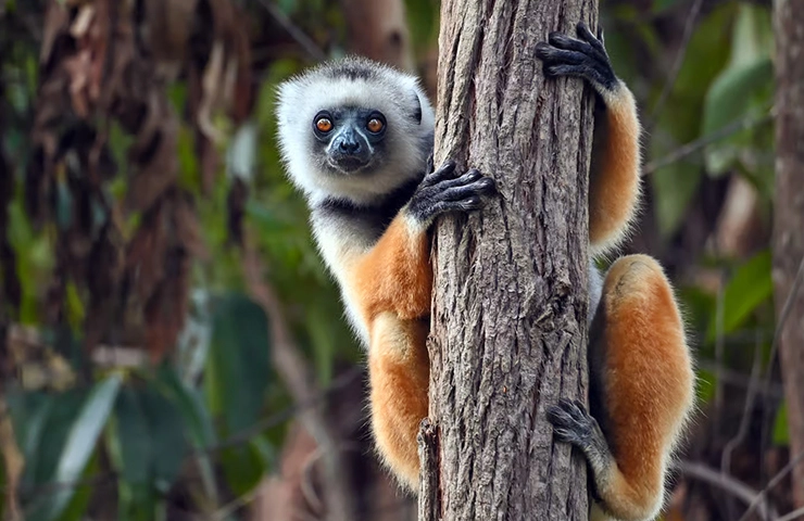 journey-onehit-8day_madagascar_lemurs_boabab__0002_03