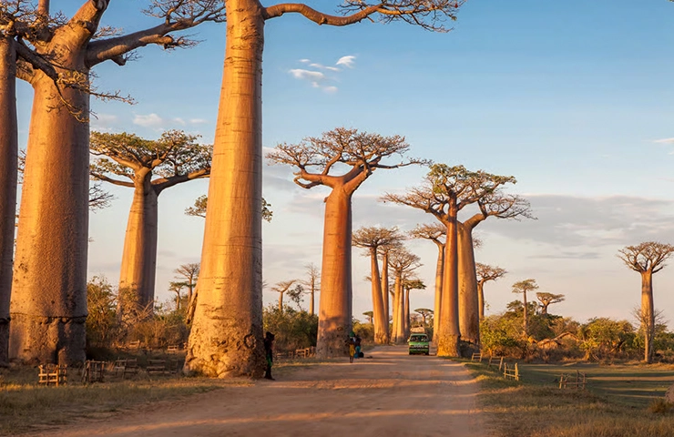 journey-onehit-8day_madagascar_lemurs_boabab__0005_06