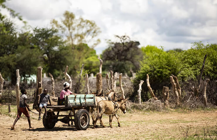 journey-safari-7day-sim-hwange-safari-_0004