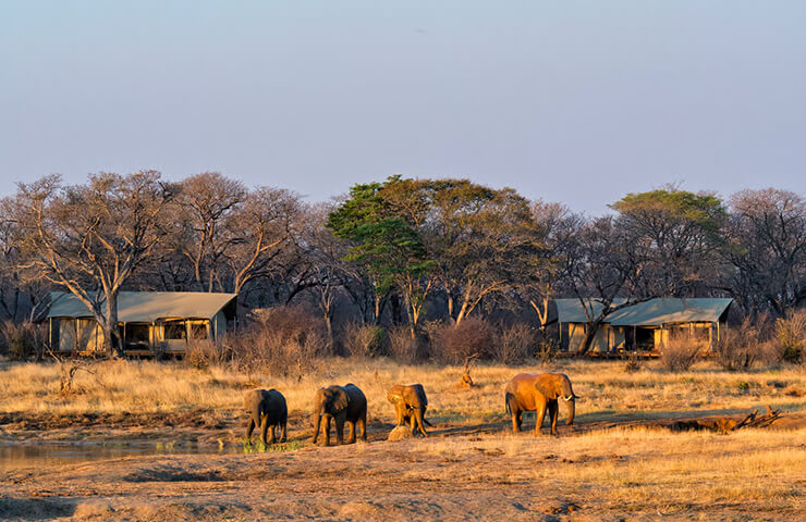 journey-safari-7day-sim-hwange-safari-_0005