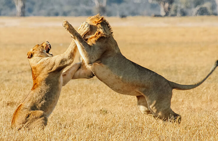 journey-safari-7day-sim-hwange-safari-_0007