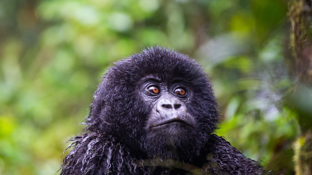 Gorilla trekking in Bwindi
