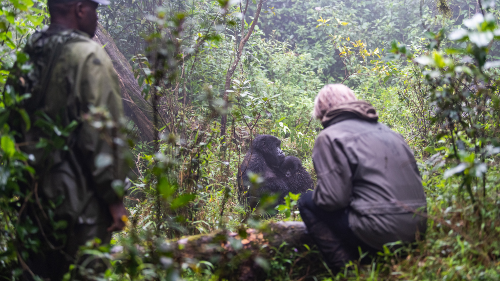 Rwanda and Uganda Gorilla Trekking