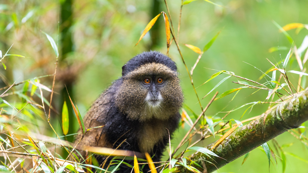 Rwanda golden monkeys