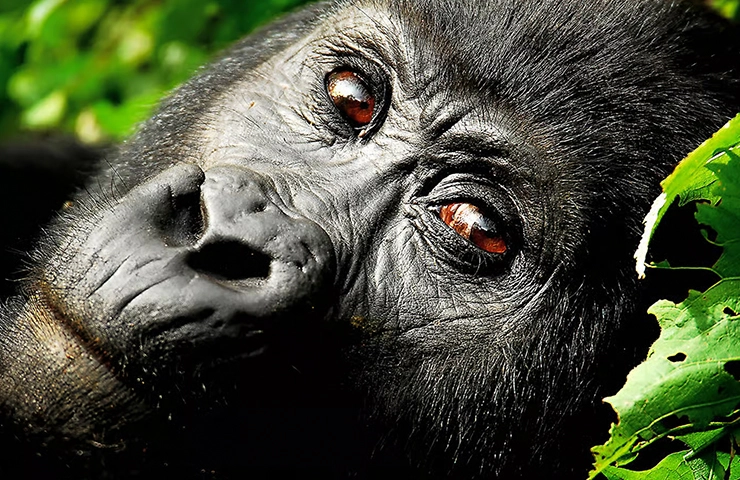journey-4day-rwanda-gorilla-trek-04