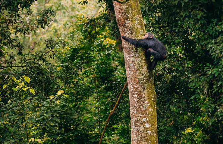 journey-8day-rwanda-primates-10