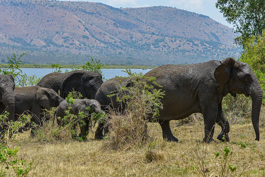 randa-bestplaces-akagera-_0002_03