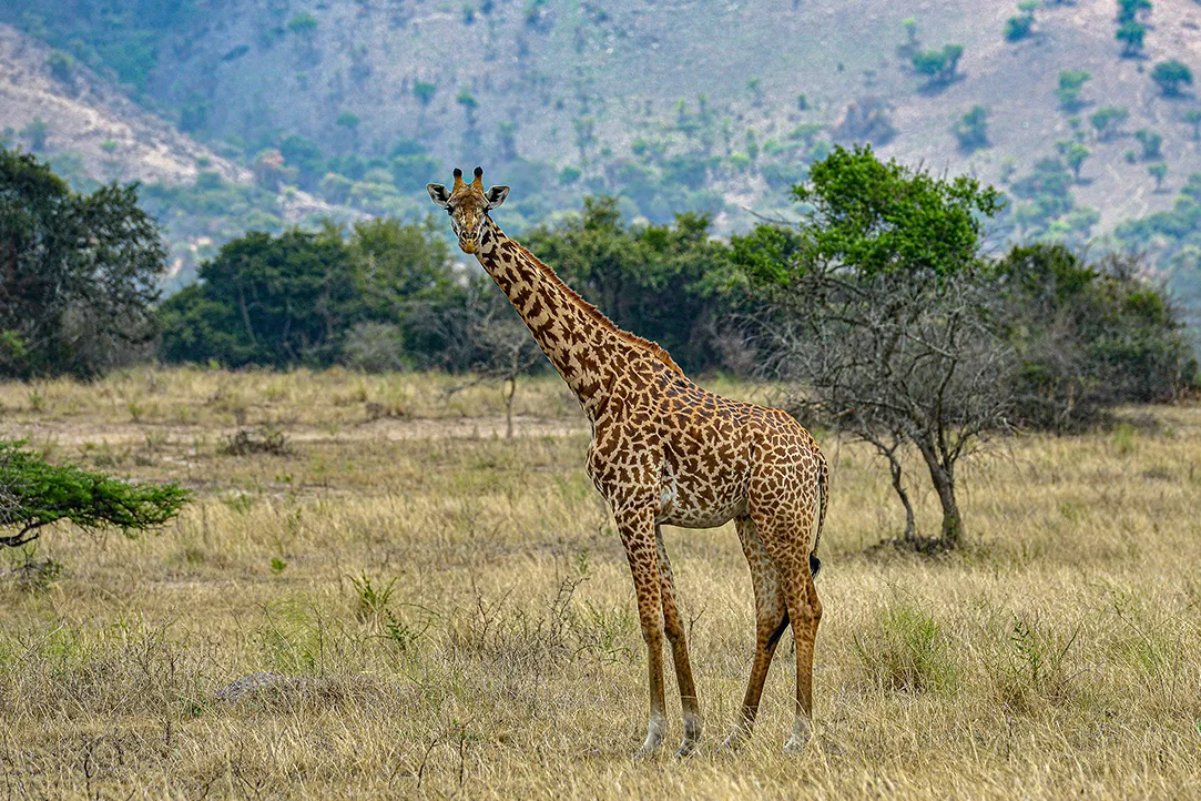 randa-bestplaces-akagera-_0003_04