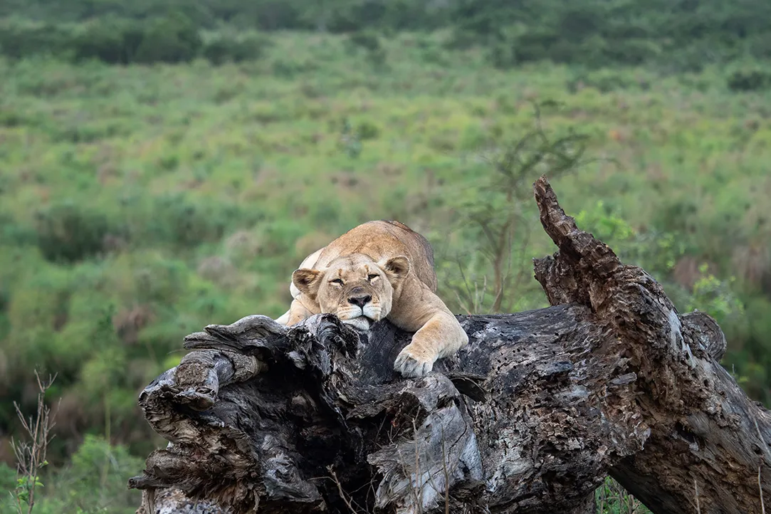 randa-bestplaces-akagera-_0004_05
