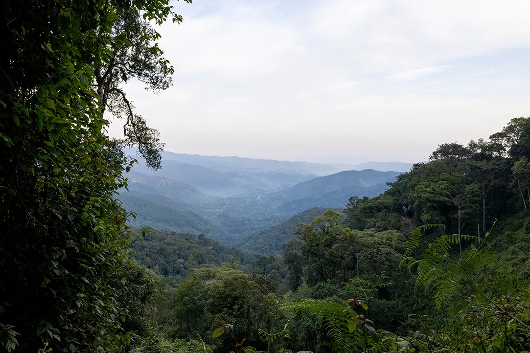 rwanda-bestplaces-nyungwe-_0002_03