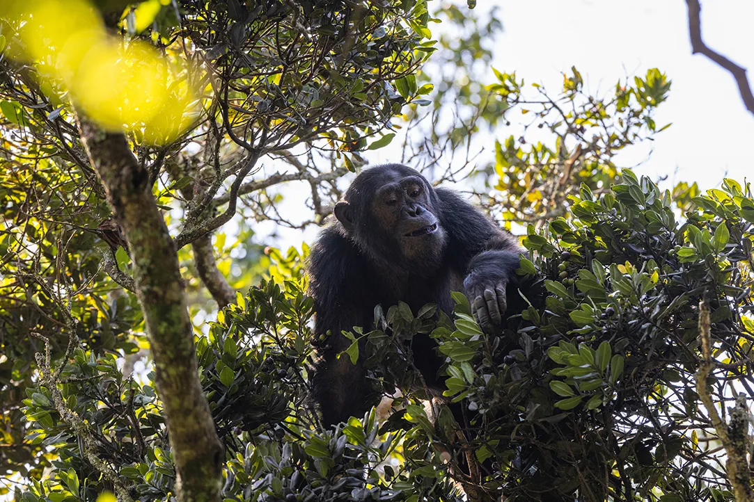 rwanda-bestplaces-nyungwe-_0003_04